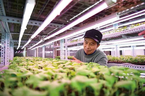 耕耘希望 以科技與汗水守護初級食用農產品的豐收之路