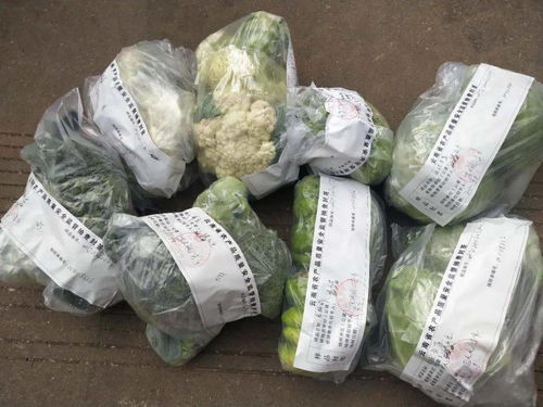 五華縣開展年度第七次產地農產品質量安全監督抽檢 筑牢初級食用農產品安全防線